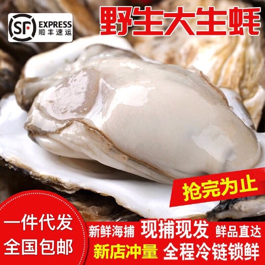 佛山鲜活生蚝乳山带壳新鲜生蚝牡蛎批发烧烤大海蛎子海鲜