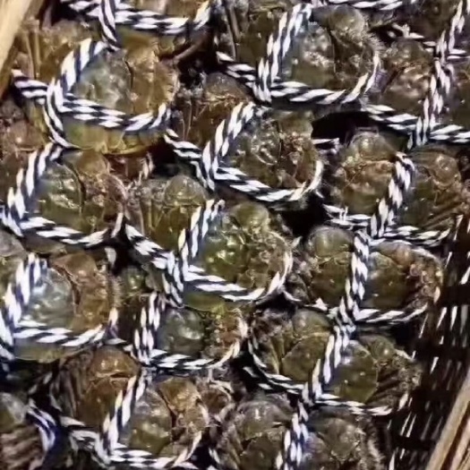 洪湖市洪湖大闸蟹 统货 1.5至5.0