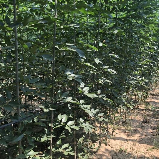  白蜡苗2到8公分100万棵