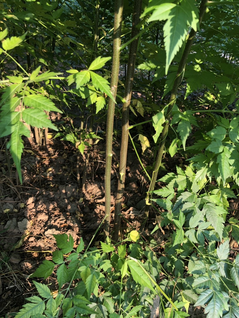 苦楝树 苦楝