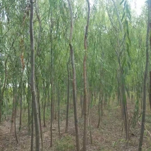  垂柳