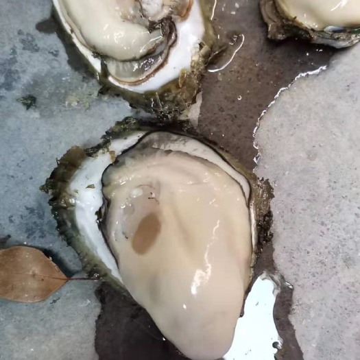 汕头 汫洲新鲜生蚝鲜活带壳牡蛎海鲜烧烤