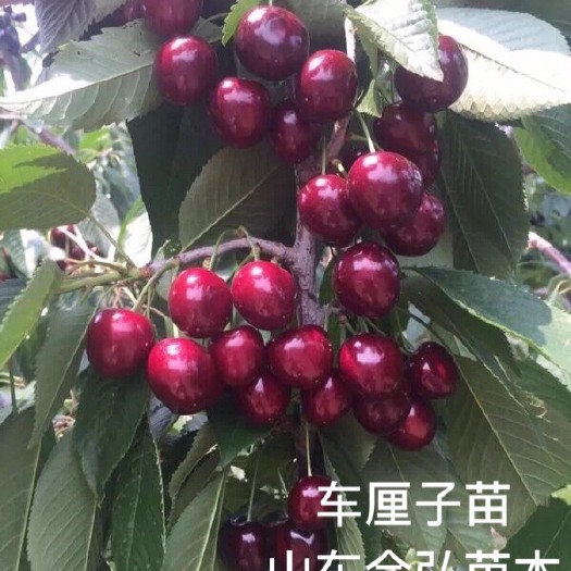 平邑县大紫樱桃苗 基地现货 保湿发货存活率高 死苗䃼发