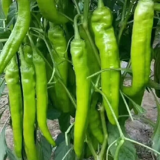 潍坊 一季辣椒苗，长征58辣椒种苗
