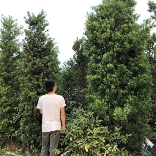 博罗县小叶罗汉松