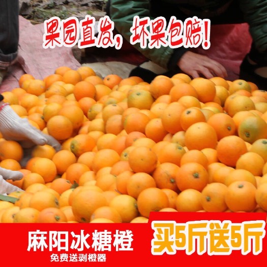 麻阳县 自己果园直供湖南麻阳冰糖橙