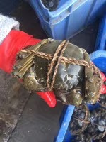 洪湖市 洪湖清水大闸蟹