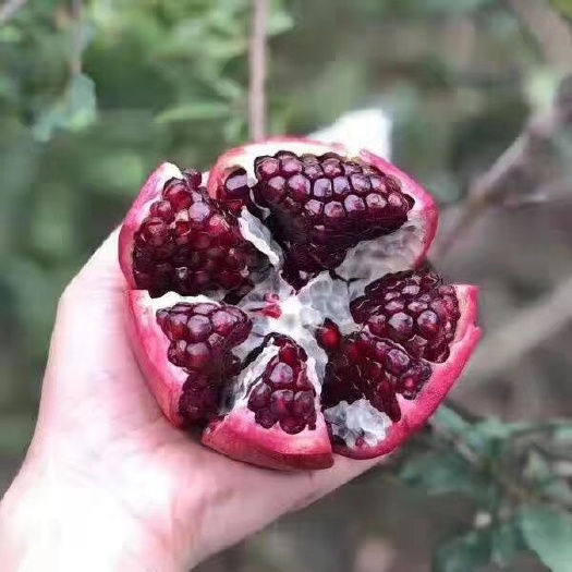 苍溪县中农红软籽石榴苗 软籽石榴苗，根系发达，成活率高，品种保证，保湿发货，快递包邮