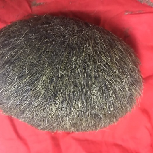 安达市 天然猪宝，