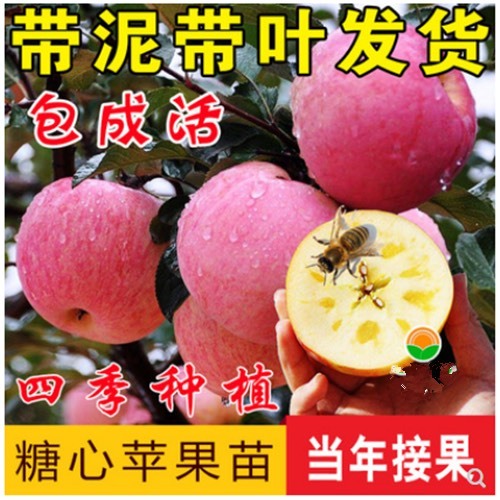 平邑县冰糖心苹果苗 包品种，包成活，拥有多年的种植管理技术，基地直销