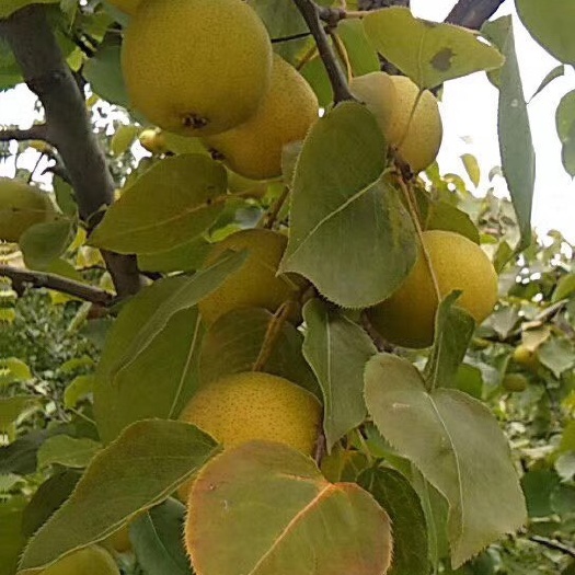 天津酸梨 细皮小酸