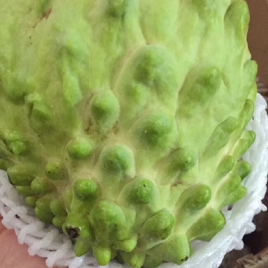 东山县释迦果