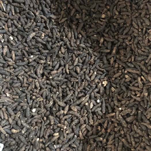 鄄城县【舜波中药材】生香附个 小粒 量大从优