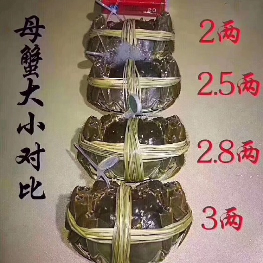 兴化市兴化大闸蟹 5两 公蟹