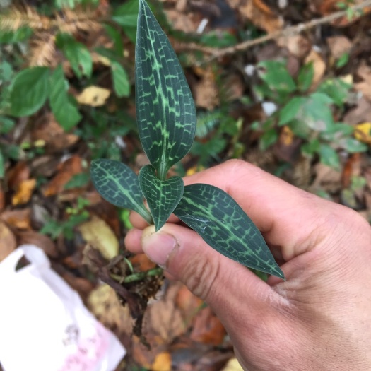 鹤峰县 兰花，斑叶兰，少见物种，中药材，双面价值