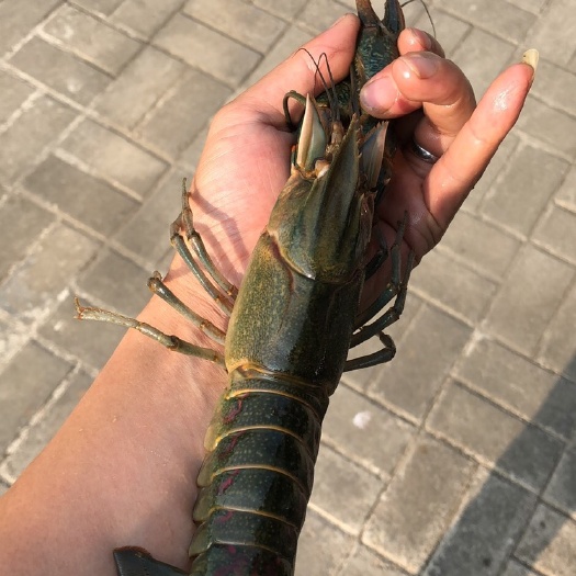 南陵县 澳洲淡水龙虾，超级大！超级大！平均2-3.5两！
