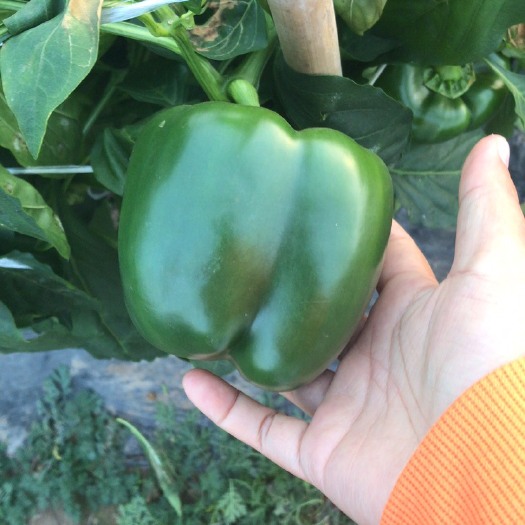 张北县圆椒 甜辣 靑色 15~20cm