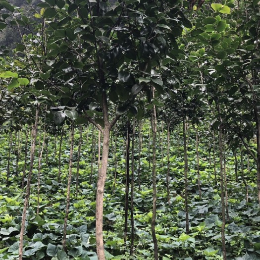 高县山茶花 140cm以上