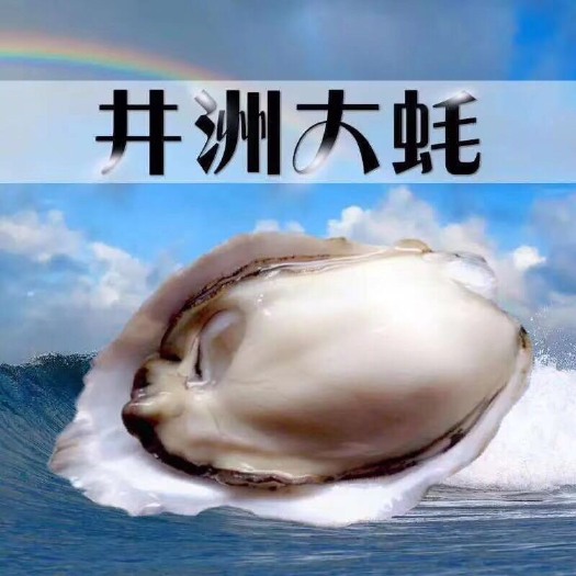 饶平县汫洲大蚝 小脆蚝 大白蚝 海鲜生蚝批发一手货源更多详细请咨上