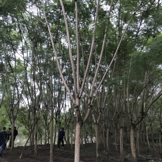 自贡 蓝花楹15—25公分，地径25—32公分。
