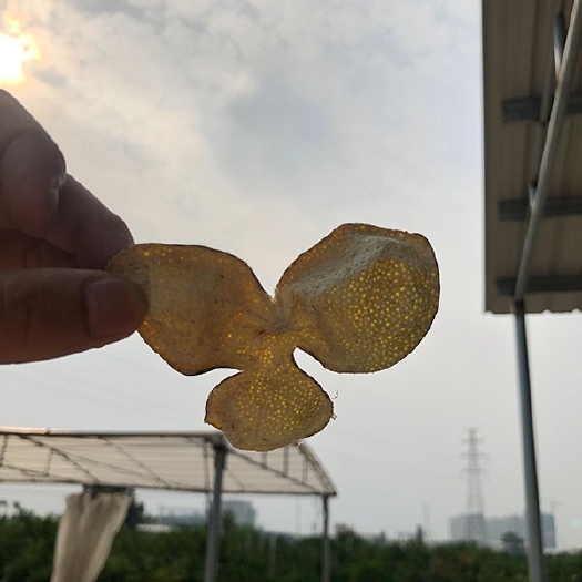 江门 2019年新会陈皮二红皮