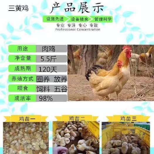 南宁三黄鸡苗 优质保证，运输包活！