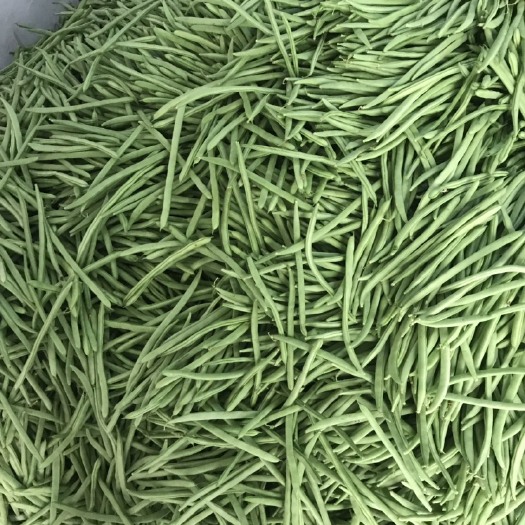 紫花四季豆 25cm以上