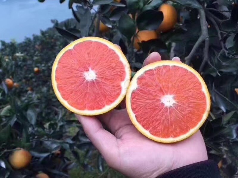 赣州会昌独有的血橙营养高皮薄汁多