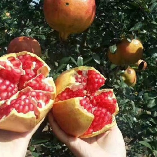 泰安红如意软籽石榴树苗 红如意软籽石榴苗 根系发达 易成活