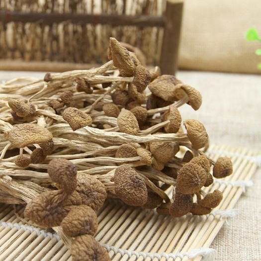 古田县古田不开伞茶树 菇茶叶菇干货厂家直销