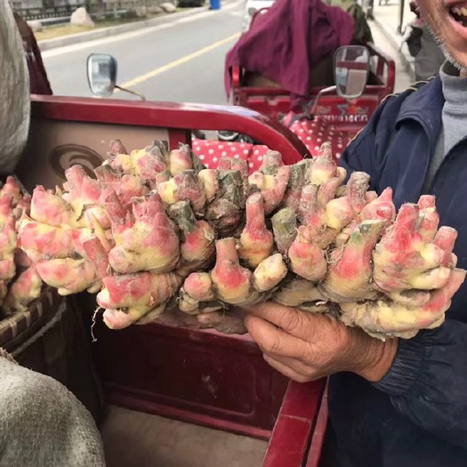 仔姜  供应生姜红爪生姜