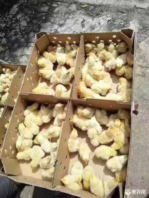 玉林 土鸡苗