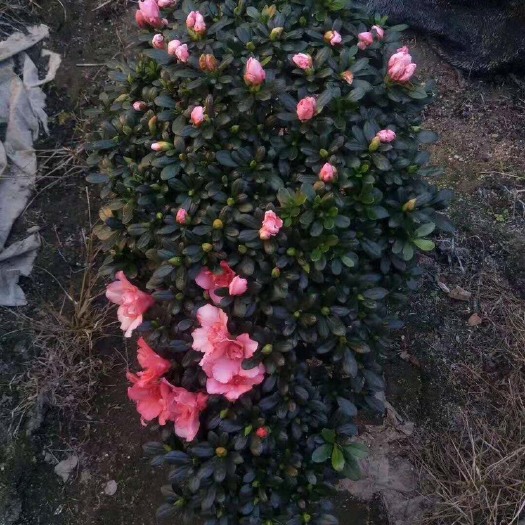 漳平市 各种型号利时杜鹃