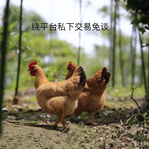 佛山 土鸡.散养农家鸡.杀好发货.私下交易免谈