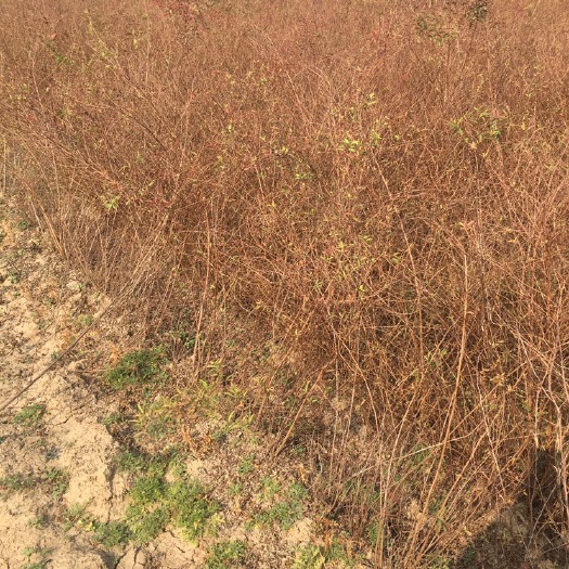 开原市 珍珠绣线菊