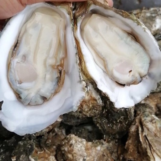 广州湛江牡蛎 海水 3-4两/只