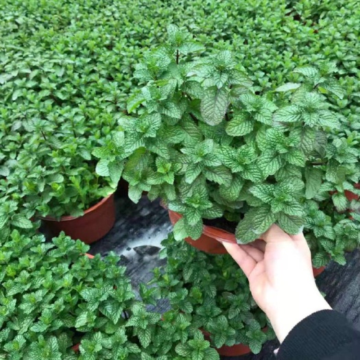 平湖市薄荷盆栽 薄荷薄荷，浙江基地直发，详聊