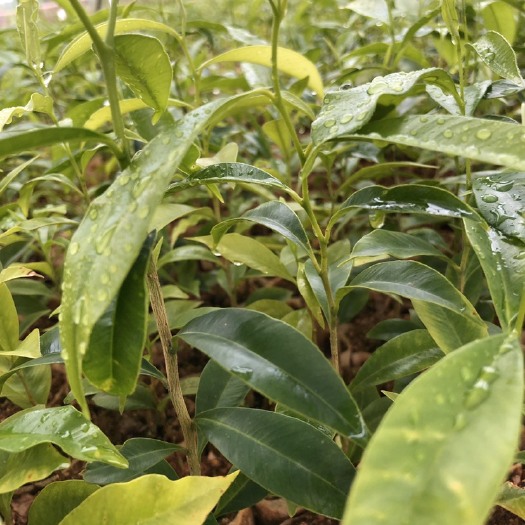 灵山县沉香苗 沉香树苗