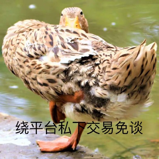 佛山鸭.鸭子.老鸭.水鸭.土鸭.麻鸭.杀好发货.私底下交易免谈