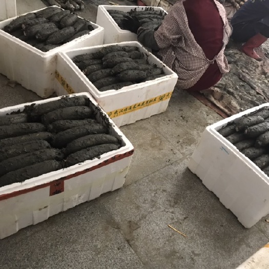 洪湖市粉藕  洪湖莲藕 百亩藕塘 酒店直供 头年塘  基地直发