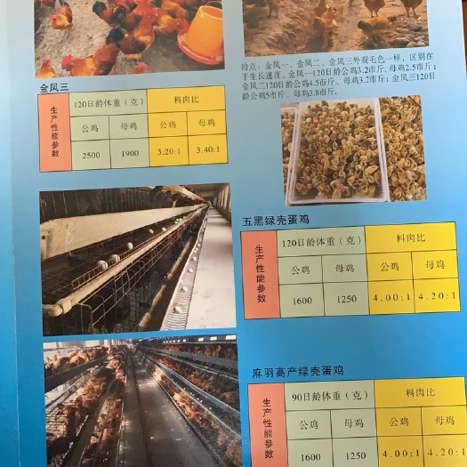 灵川县黑瑶鸡苗 统货