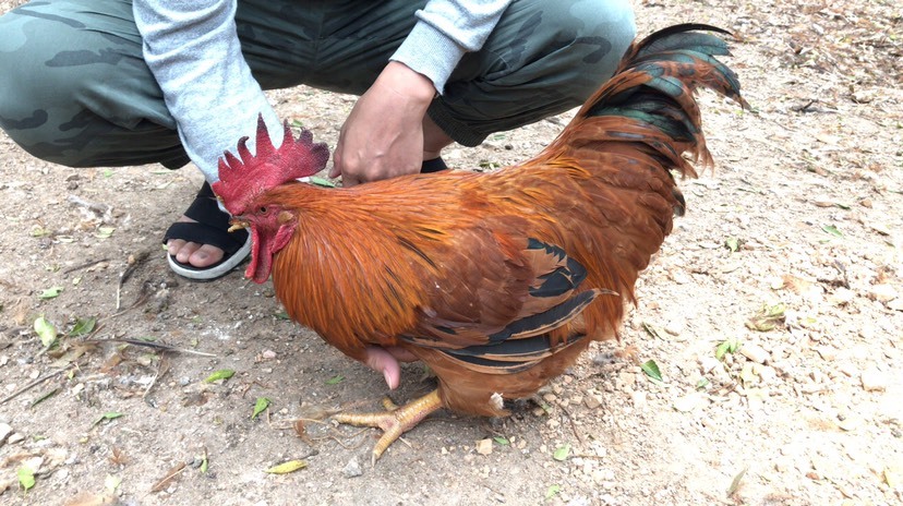 兴业县 阉土杂生鸡，均重5斤12