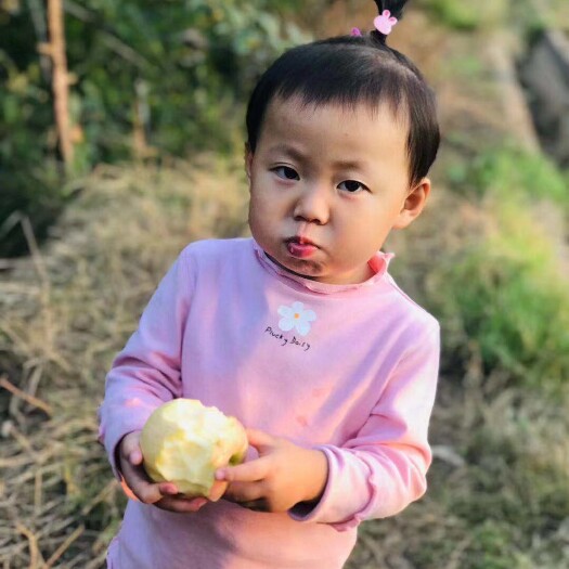 礼泉县苹果梨 无催红，无打蜡，产地直销，