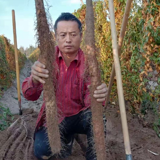 莘县 白玉山药，通货，手捡货