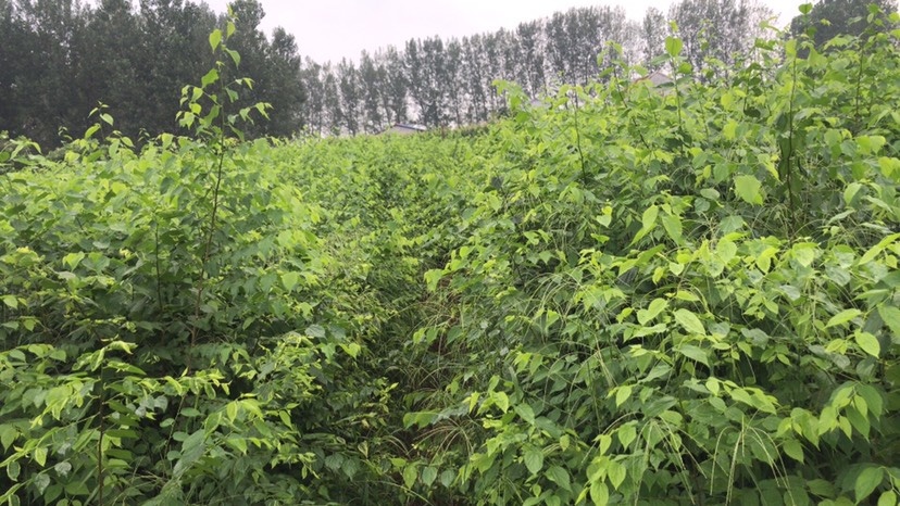 枣庄青檀树苗