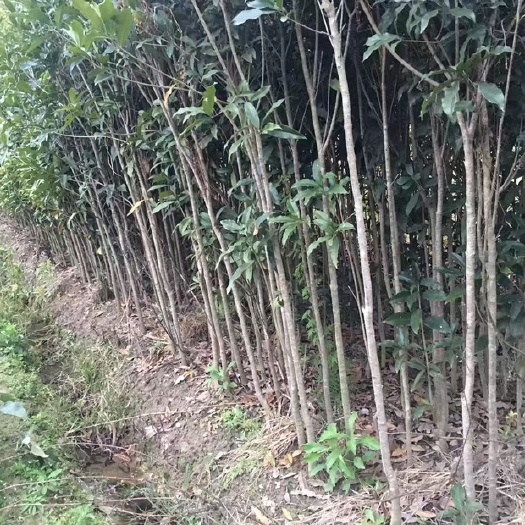  桂花苗 八月桂 四季桂 红花丹桂 蒲城红丹桂地径1-3公分