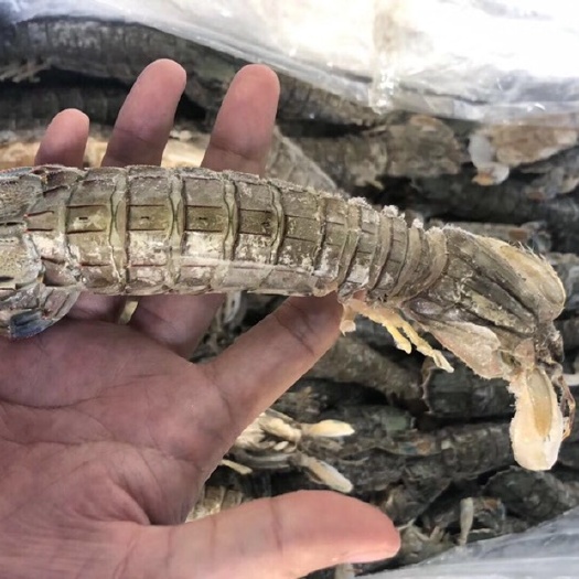 东港市冷冻皮皮虾 生冻皮皮虾  肥