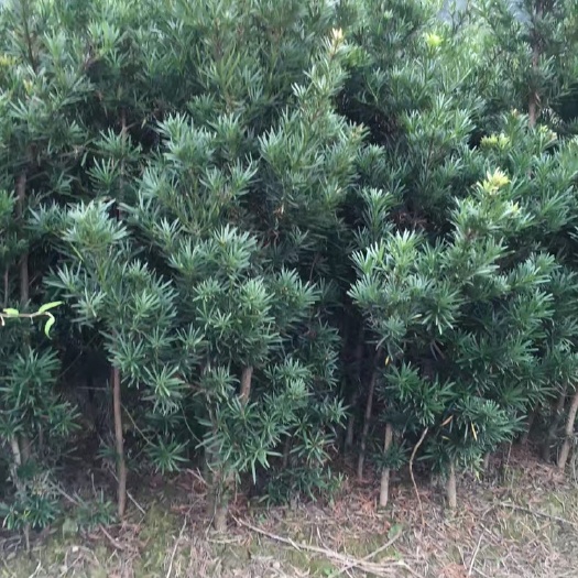 罗汉松树苗 地径2公分