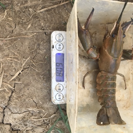 珠海 澳洲淡水龙虾