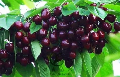 平邑县 【正宗】嫁接樱桃苗，基地直销，包成活，包结果！